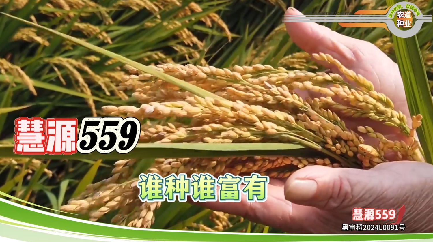 慧源559品种宣传