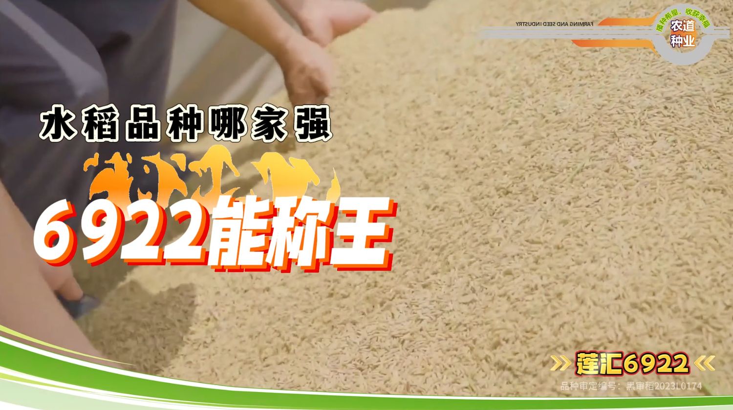 莲汇6922品种宣传