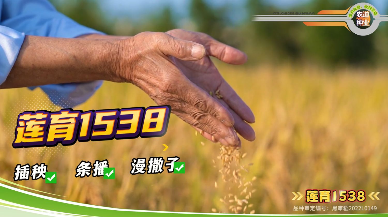 莲育1538品种宣传