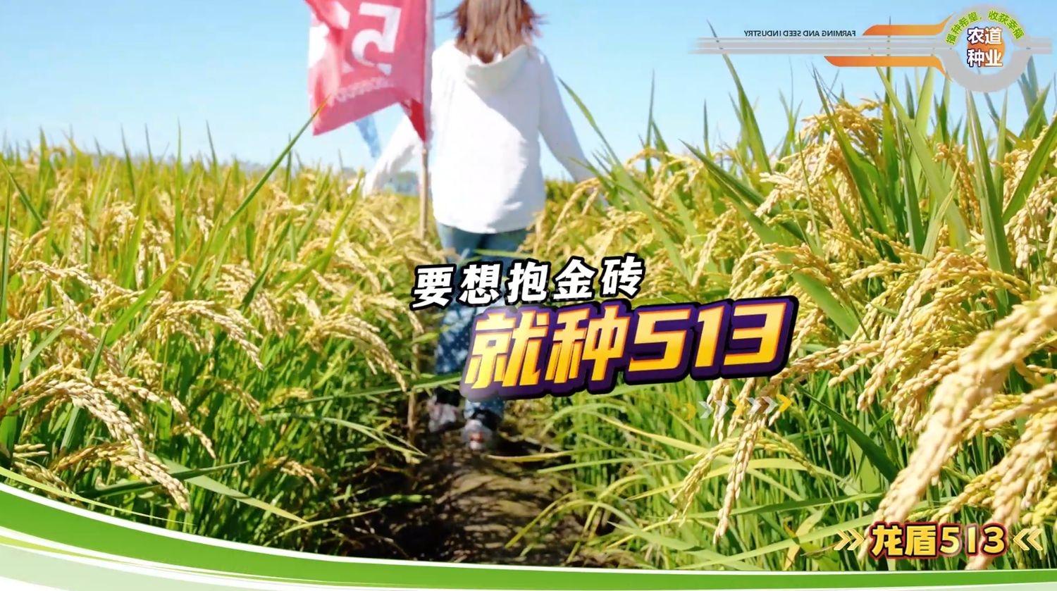 龙盾513品种宣传